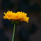 Coreopsis grandiflora