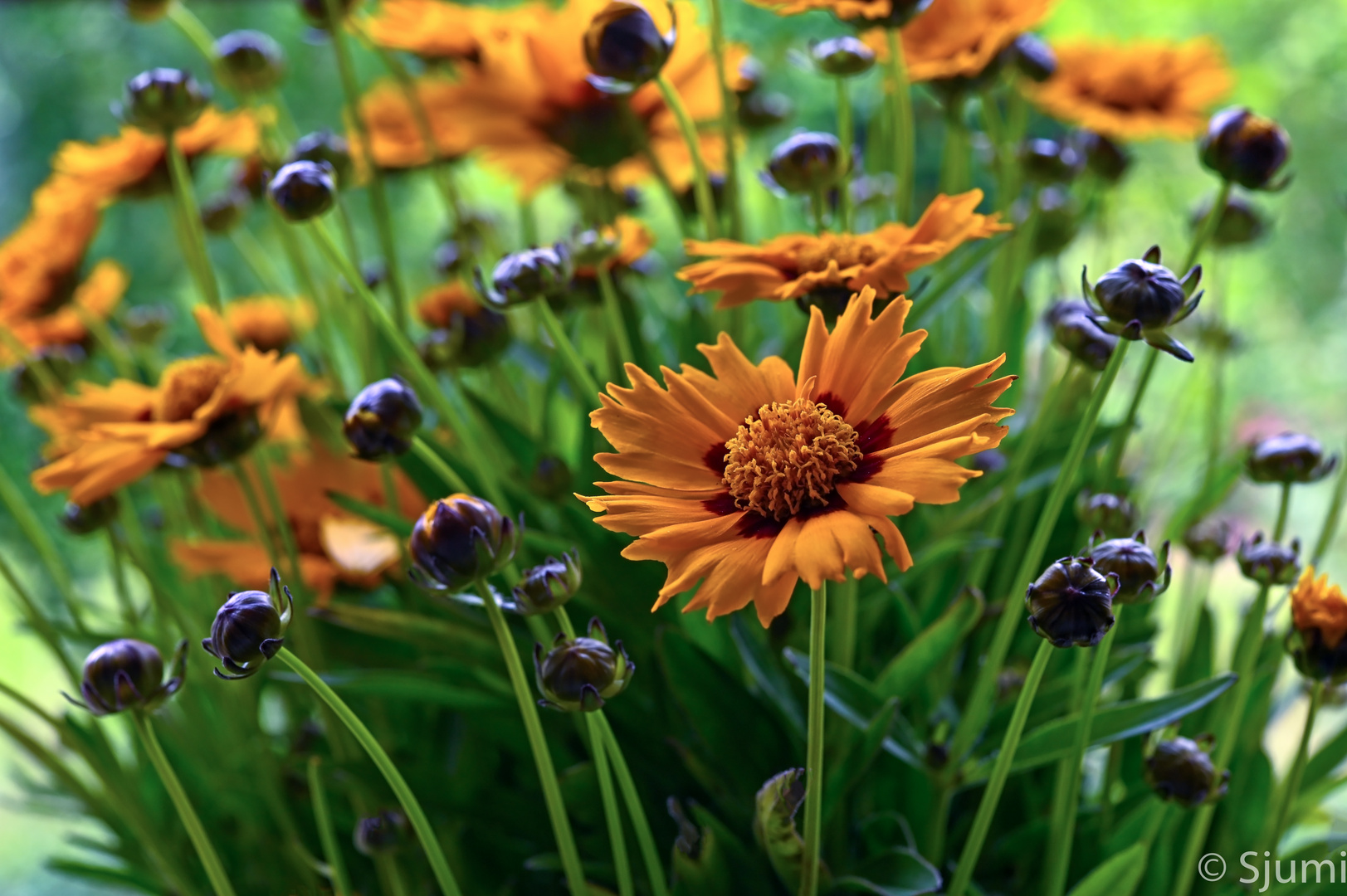 Coreopsis grandiflora