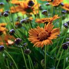 Coreopsis grandiflora