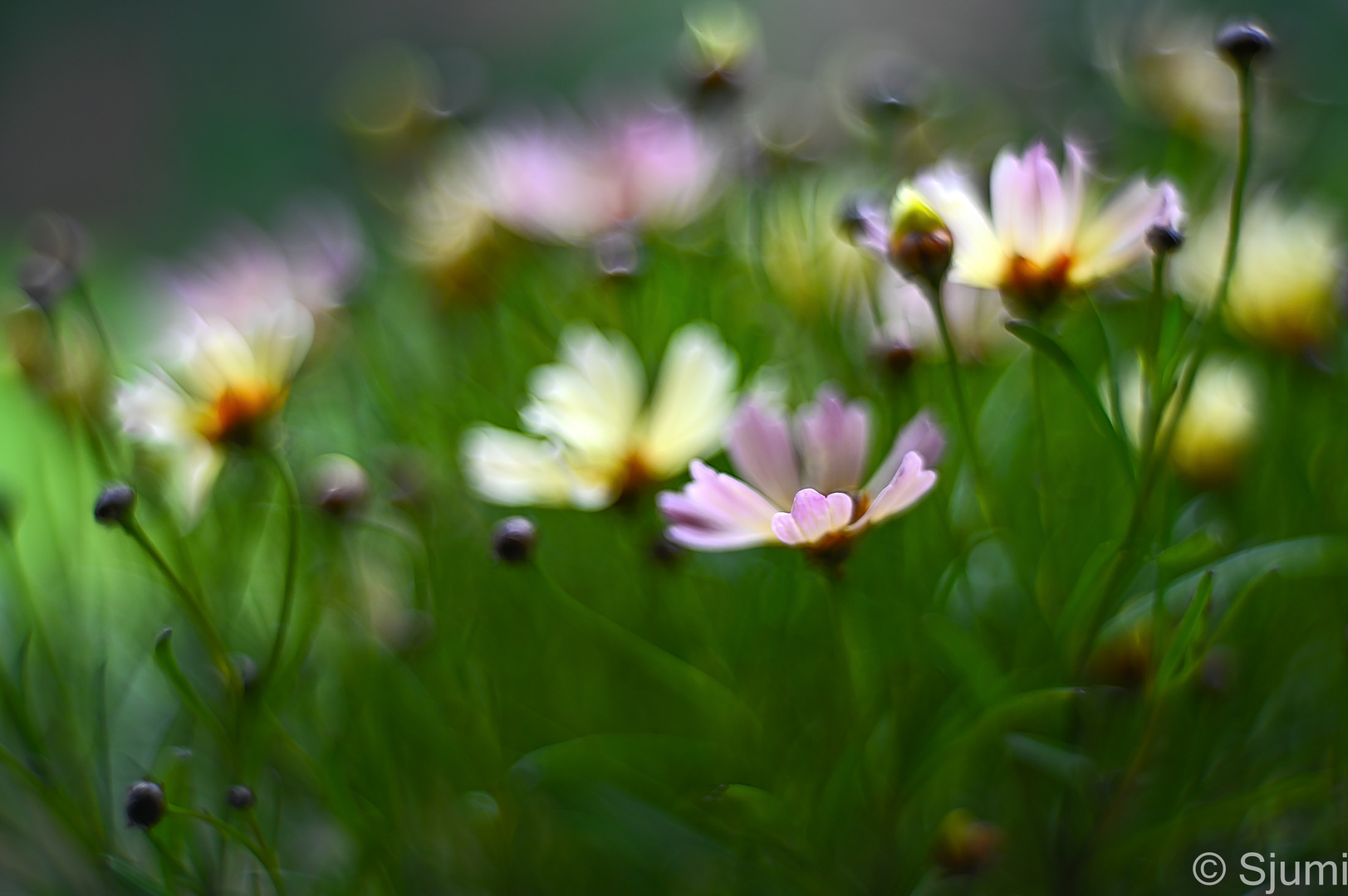 Coreopsis Impression