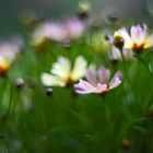 Coreopsis Impression