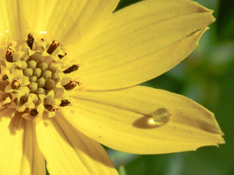 Coreopsis mit Tropfen