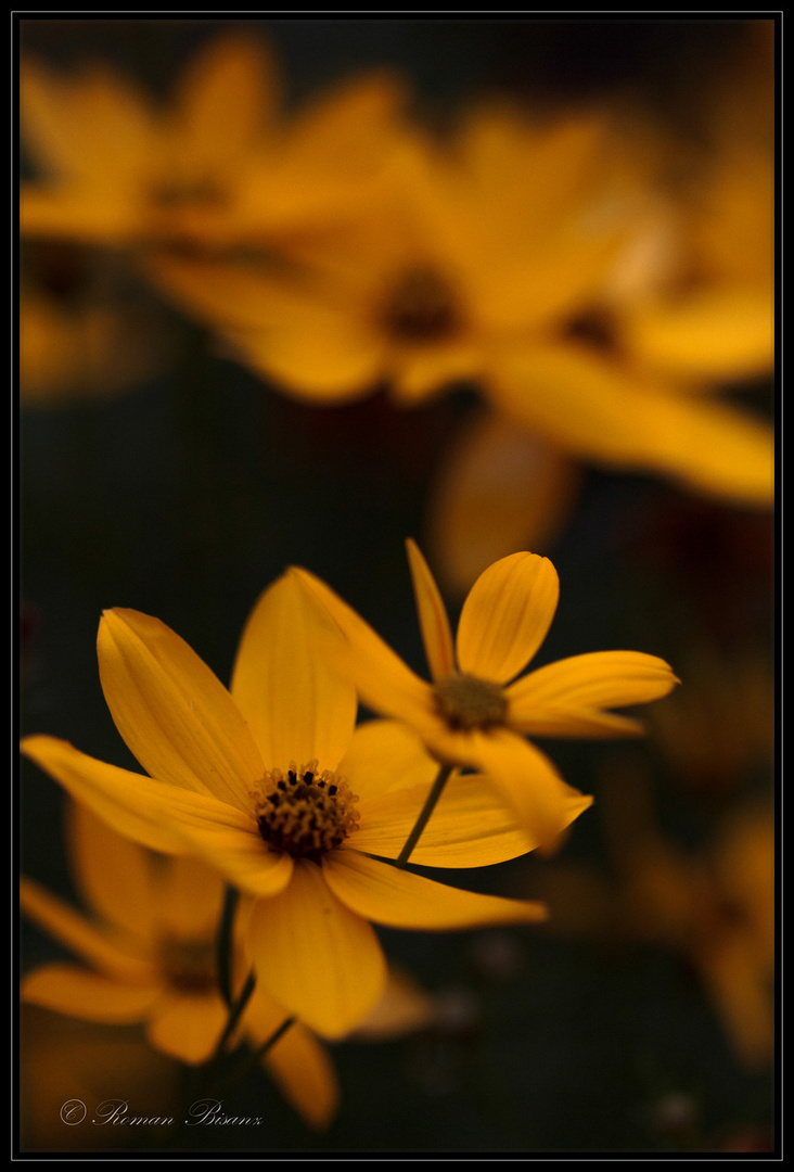 Coreopsis verticillata