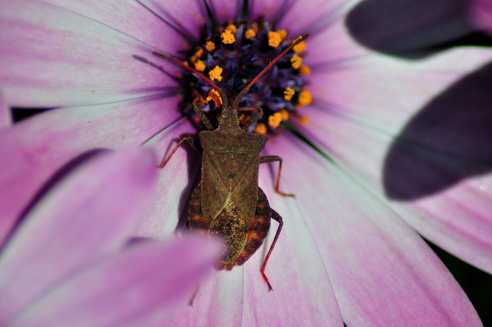 Coreus Marginatus