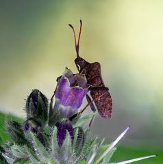 Coreus marginatus