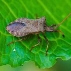 Coreus marginatus