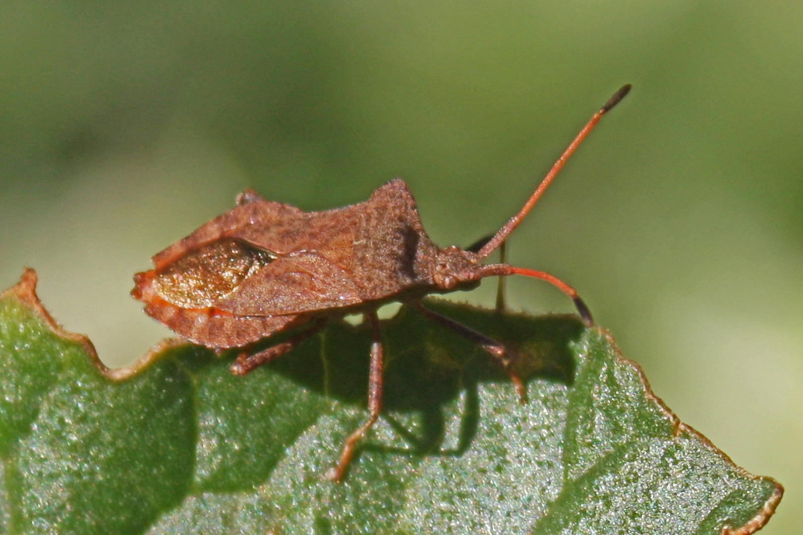 Coreus marginatus