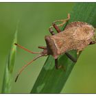 Coreus marginatus