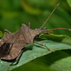 Coreus marginatus