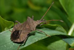 Coreus marginatus