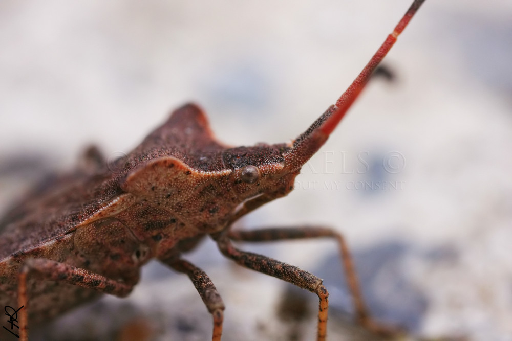 Coreus marginatus