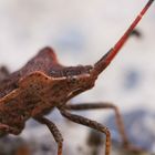 Coreus marginatus