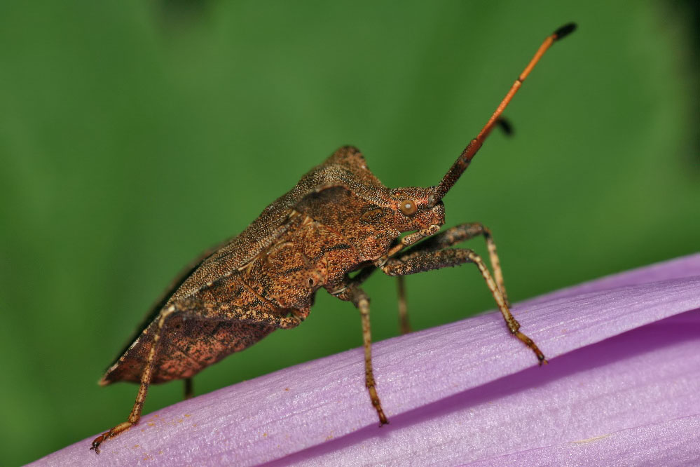 Coreus marginatus ?