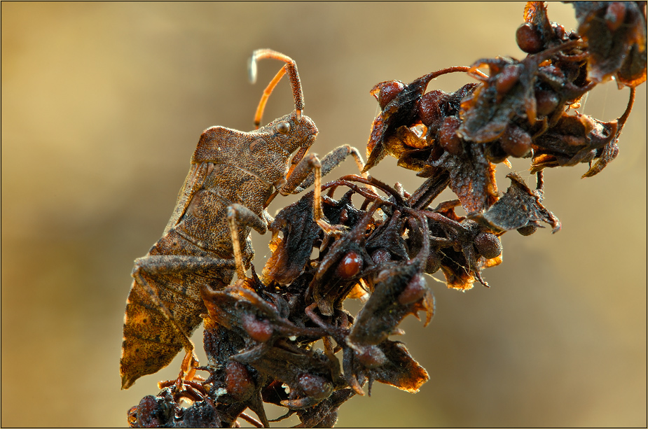 Coreus marginatus