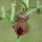 Coreus marginatus