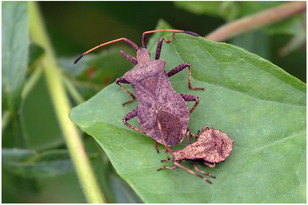 Coreus marginatus et son bébé