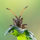 Coreus marginatus