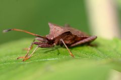 Coreus marginatus (Lederwanze)