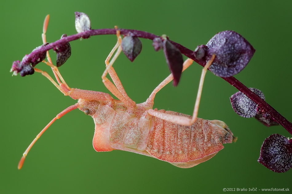 Coreus marginatus - obrubnica stiavova