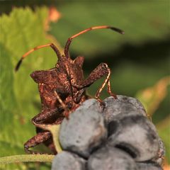 Coreus.marginatus,Saumwanze