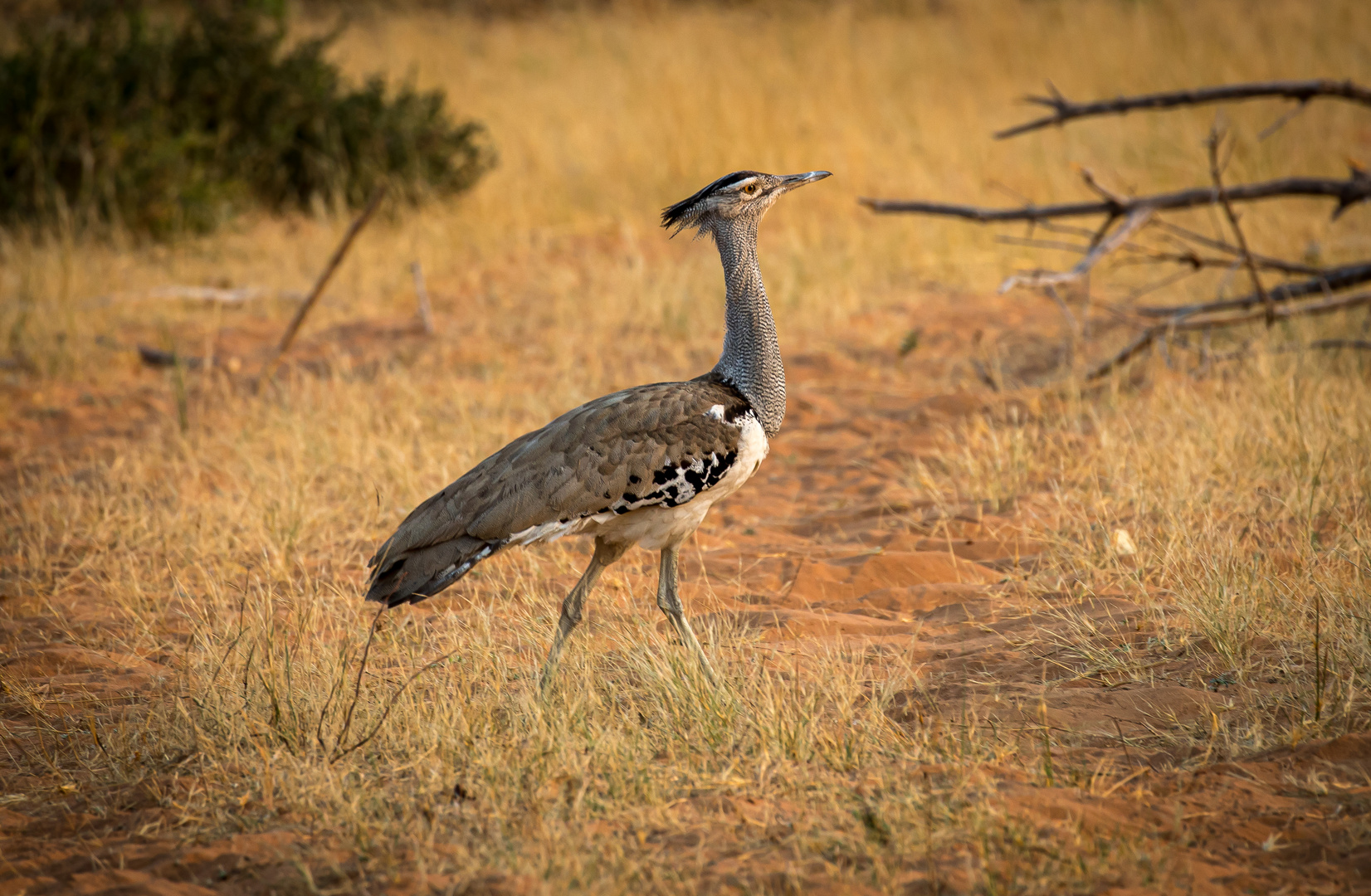 Corey Bustard