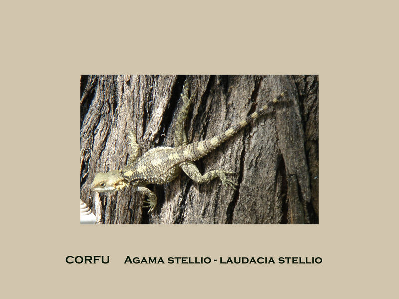 CORFU Agama stellio - laudacia