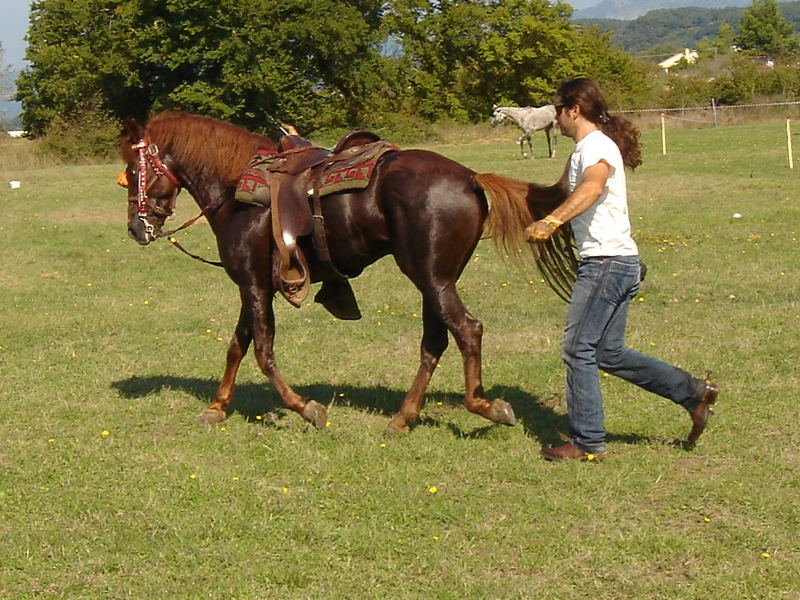 CORFU-HORSES-3