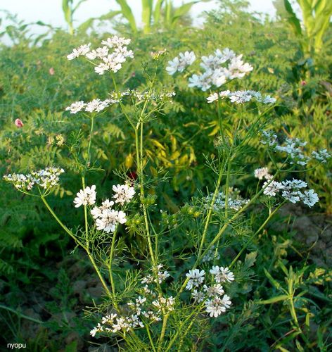 coriander flower