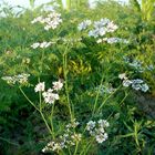 coriander flower