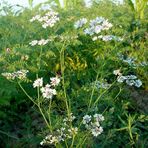 coriander flower