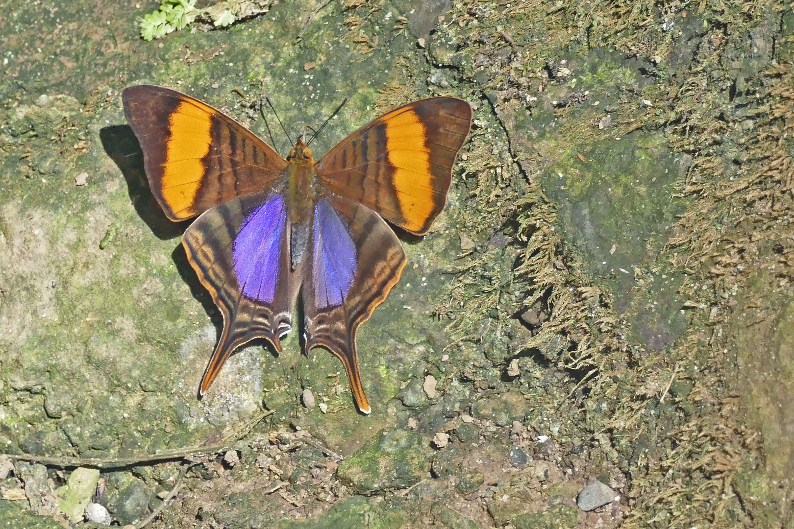 CORINNA DAGGERWING, MARPESIA CORINNA