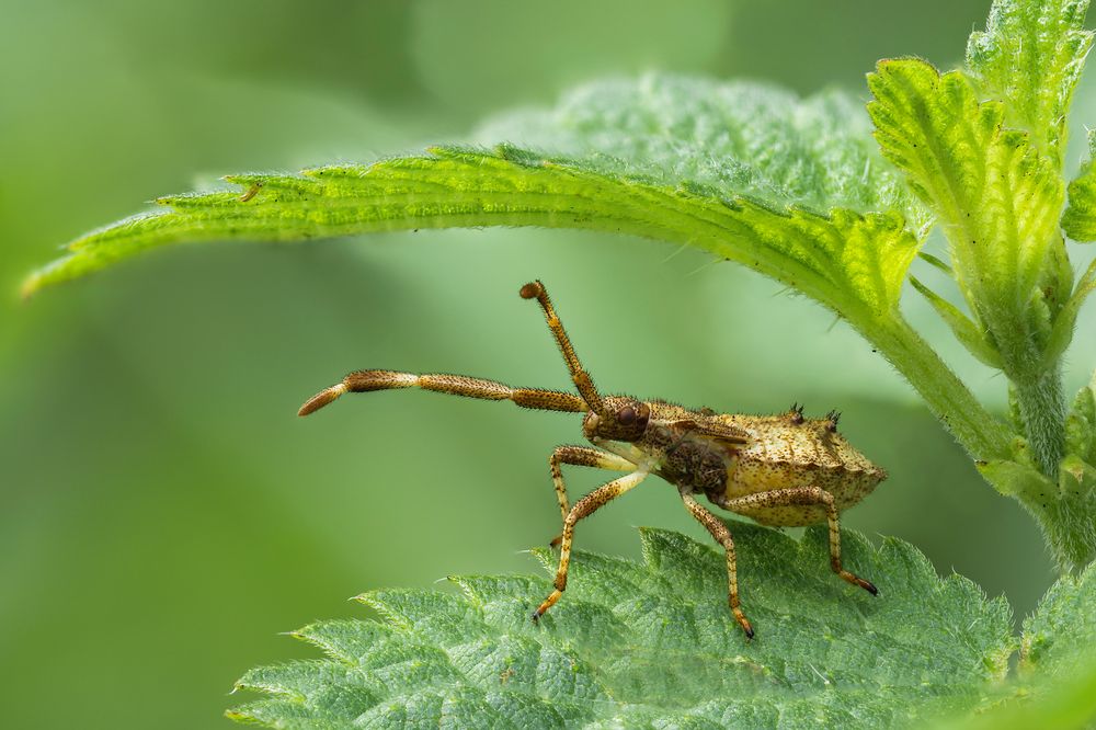 Coriomeris denticulatus