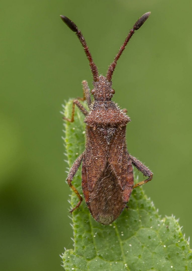 Coriomeris denticulatus