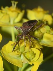 CORIOMERIS DENTICULATUS - eine zu den Randwanzen (Coreidae) gehörende Art ...