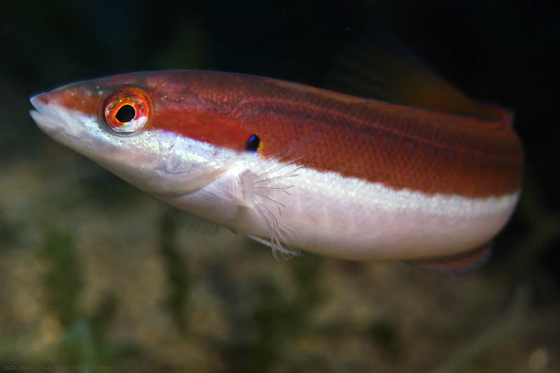 coris julius (female)