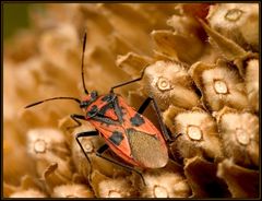 Corizus hyoscyami