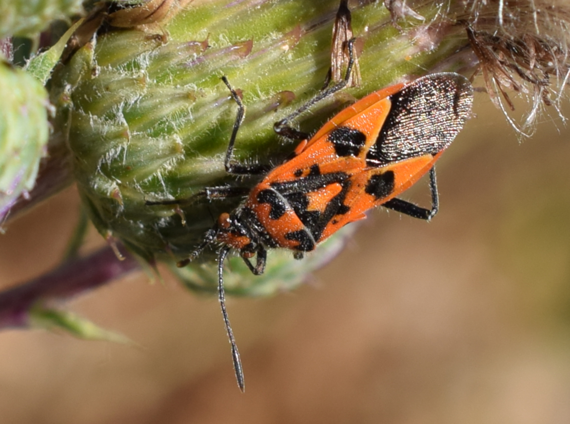 Corizus hyoscyami...