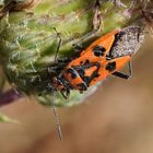 Corizus hyoscyami...