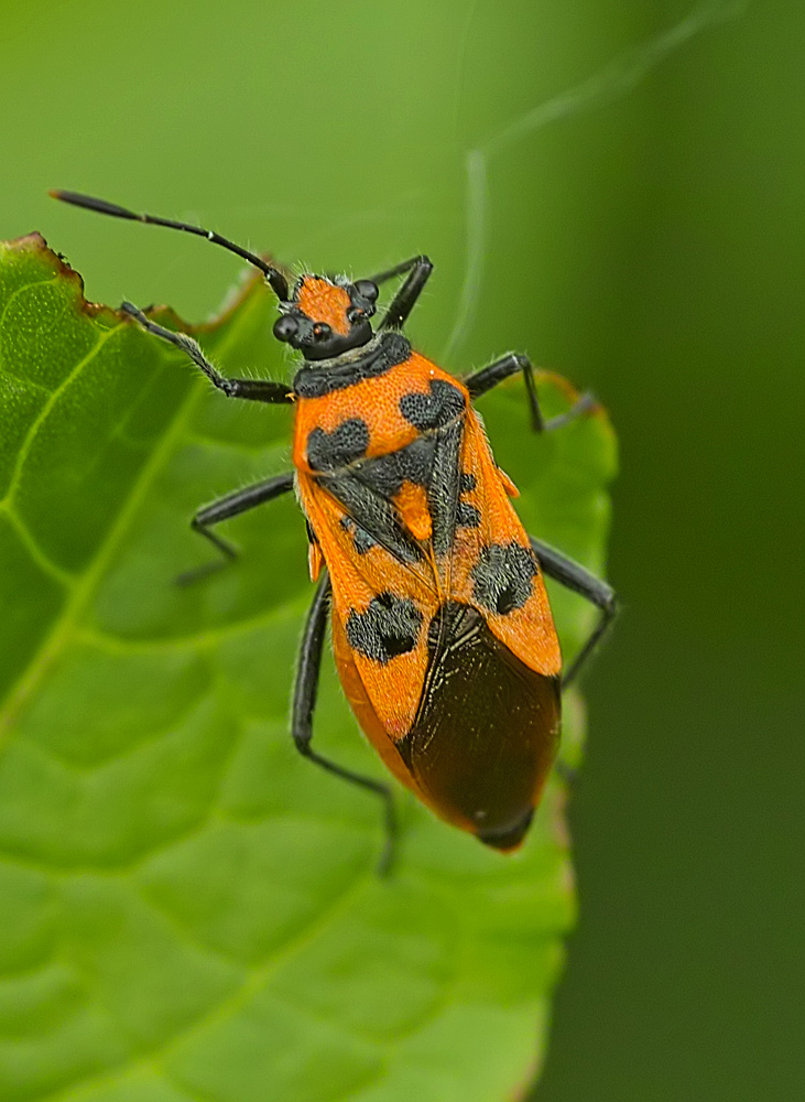 Corizus hyoscyami