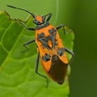 Corizus hyoscyami