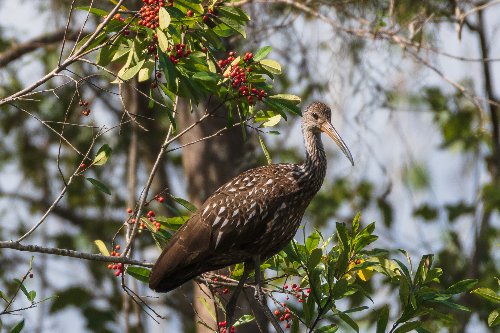 Corkscrew Swamp Entdeckung 