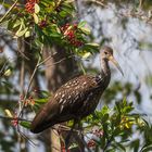 Corkscrew Swamp Entdeckung 