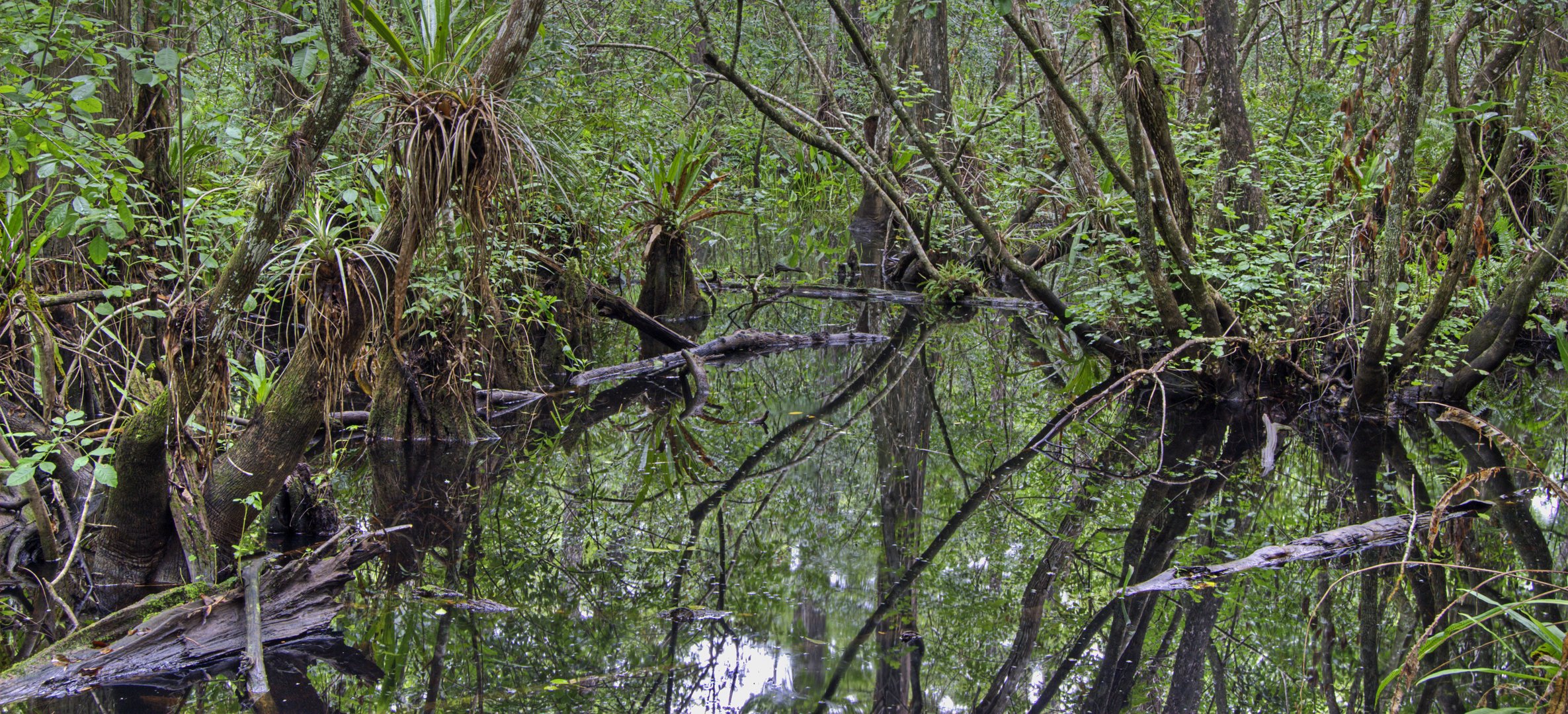 Corkscrew Swamp