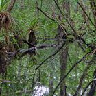 Corkscrew Swamp