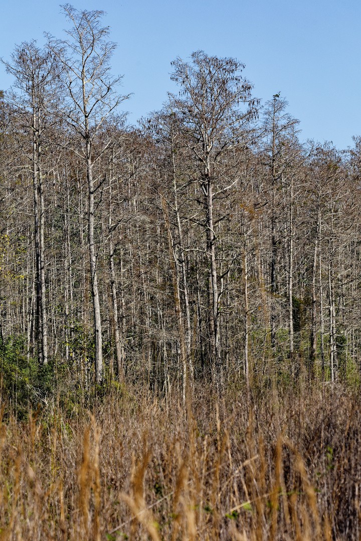 Corkscrew Swamp Sanctuary