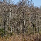 Corkscrew Swamp Sanctuary