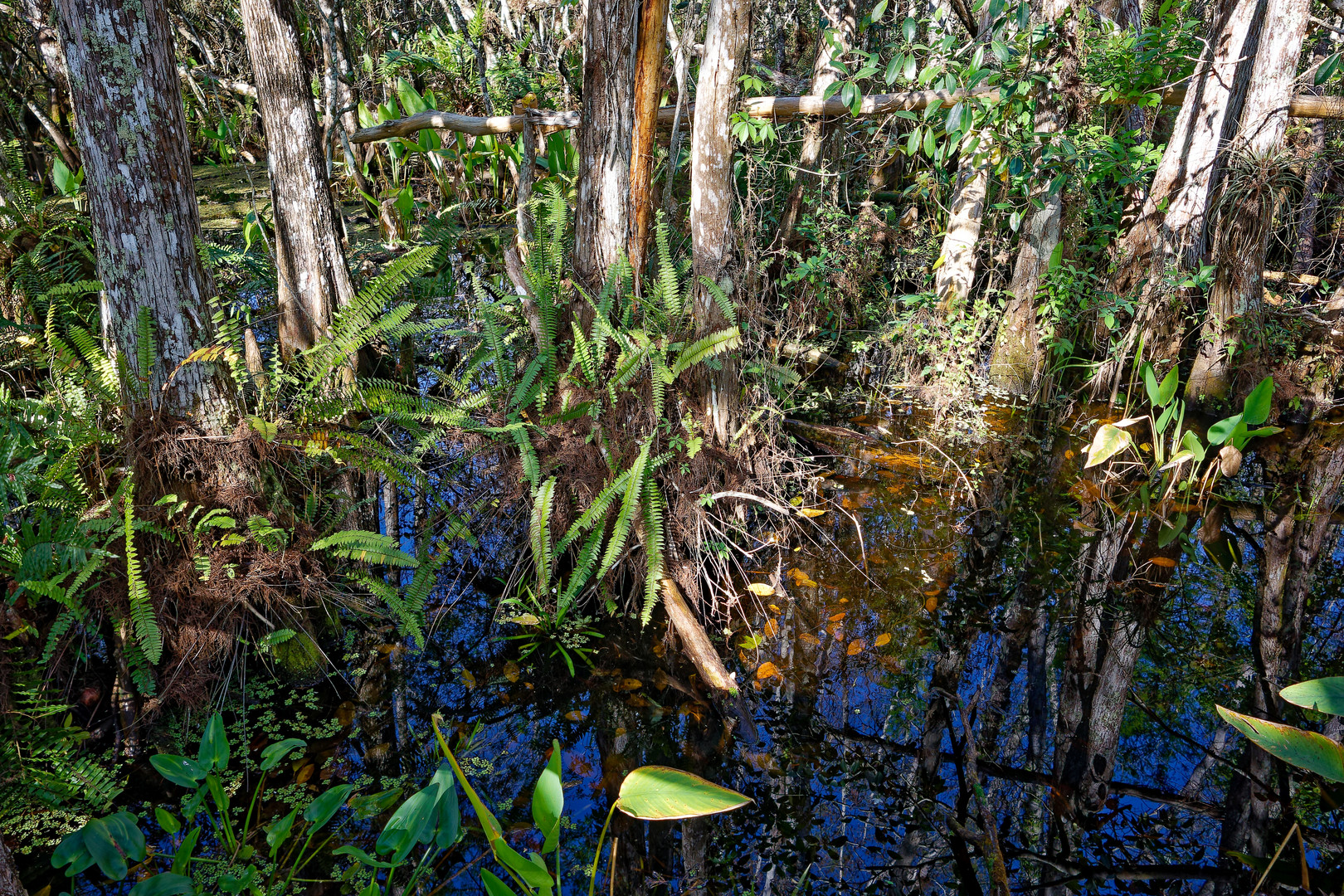 Corkscrew Swamp Sanctuary_1