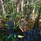 Corkscrew Swamp Sanctuary_1