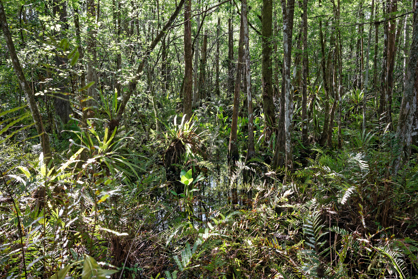 Corkscrew Swamp Sanctuary_2