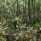 Corkscrew Swamp Sanctuary_2